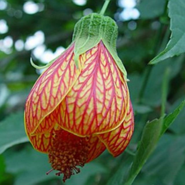 宮燈花金鈴花燈籠花紋瓣懸鈴花吊燈花枝條 蝦皮購物