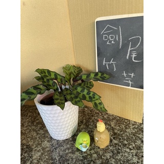 JW-3吋劍尾竹芋/觀葉植物/室內植物/小盆栽