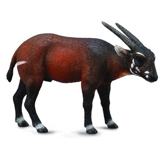 COLLECTA動物模型 - 中南大羚