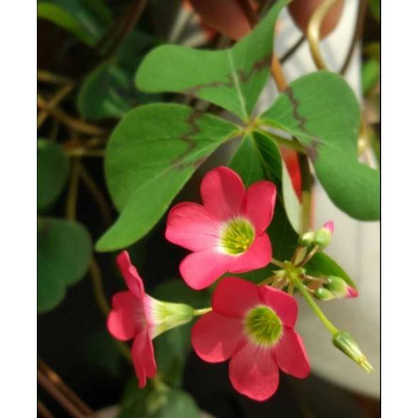 時花 四葉幸運草四葉酢漿草 紫葉酢漿草oxalis Mexicobotka 蝦皮購物