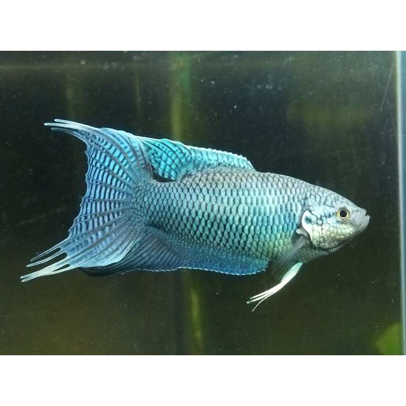 ［苔之坊］公85蛇血藍公。活餌/飼料。       蓋斑鬥魚飼料。蓋斑鬥魚