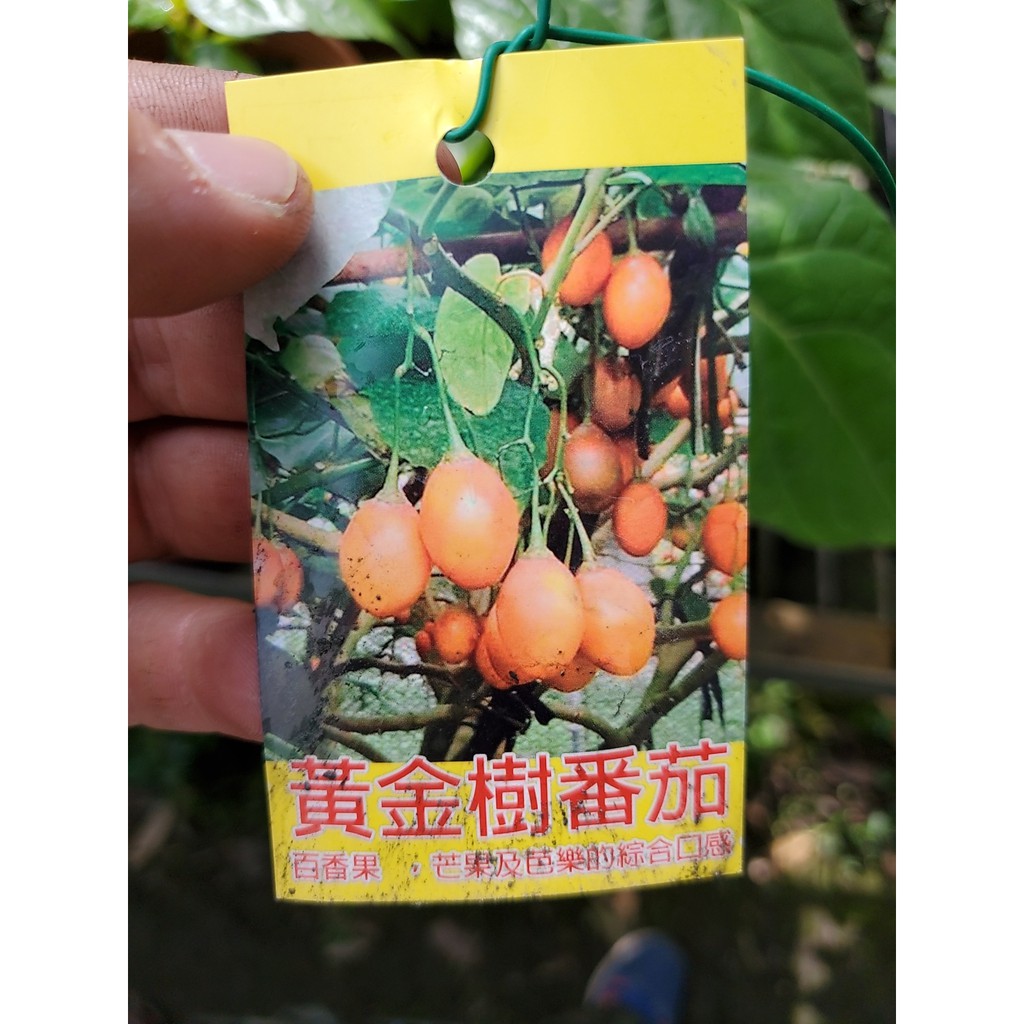 李家果苗 黃金樹番茄 5吋盆 樹番茄 單價200元 特價180元