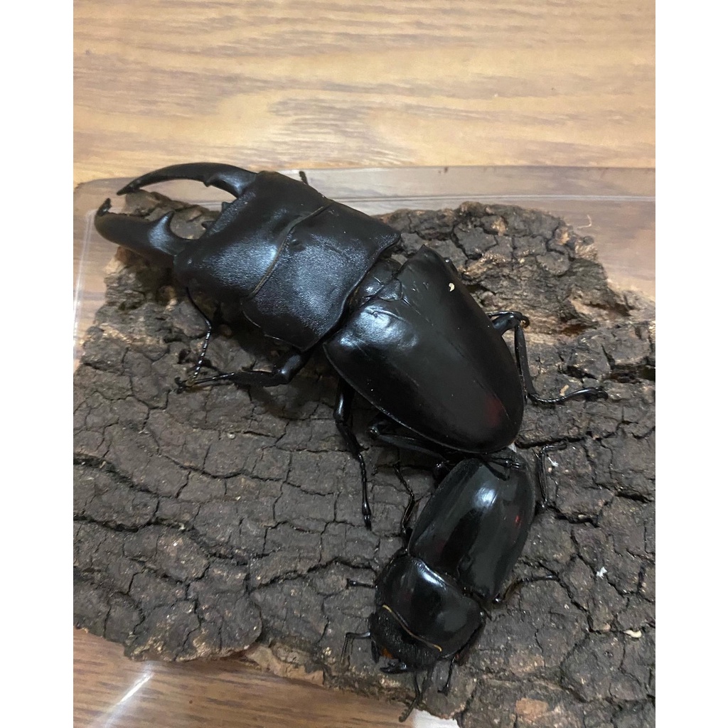 巴拉望巨扁103x52公幼蟲L3的模型 DTP 獨角仙 鍬形蟲 金龜子 甲蟲