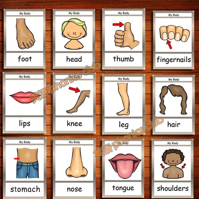 新品预售body身體部位英語單詞卡片閃卡雙語幼兒園教師教具英文早教啟蒙卡 蝦皮購物