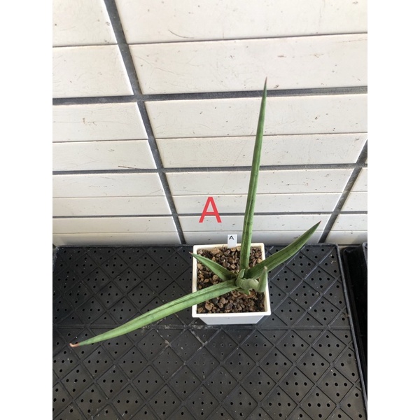 日光倉庫 白火焰虎尾蘭多肉植物 蝦皮購物
