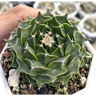 🌵✧植得栽✦【大疣帝冠】 仙人掌 Cactaceae 多肉 實生 療育 塊根 淨化空氣 風水 防小人