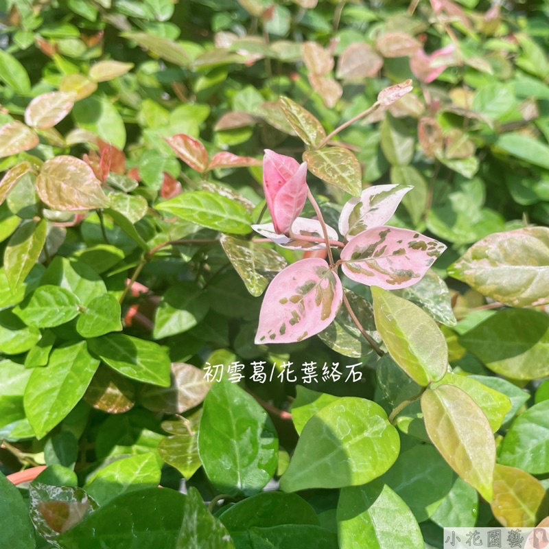 小花園藝初雪葛花葉絡石花葉洛石3吋盆 60 蝦皮購物