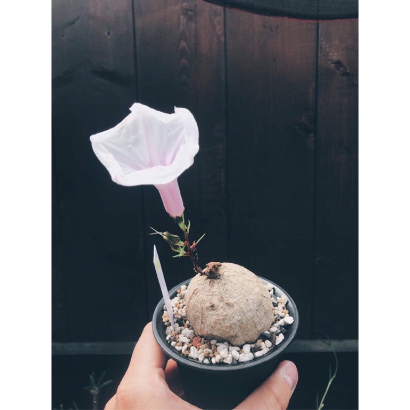 塊根植物療癒植物牽牛花 蝦皮購物