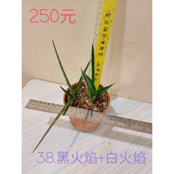 虎尾蘭 白火焰 黑火焰 虎尾蘭