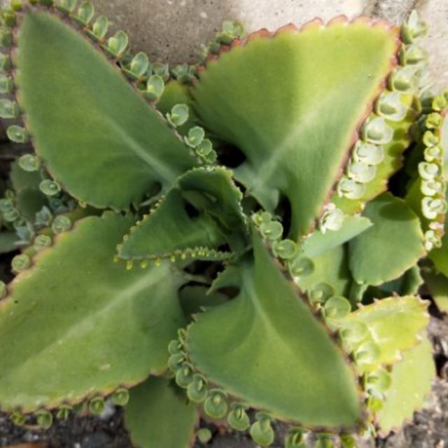 開心果園 小苗 蕾絲姑娘 多肉植物 落地生根 蝦皮購物