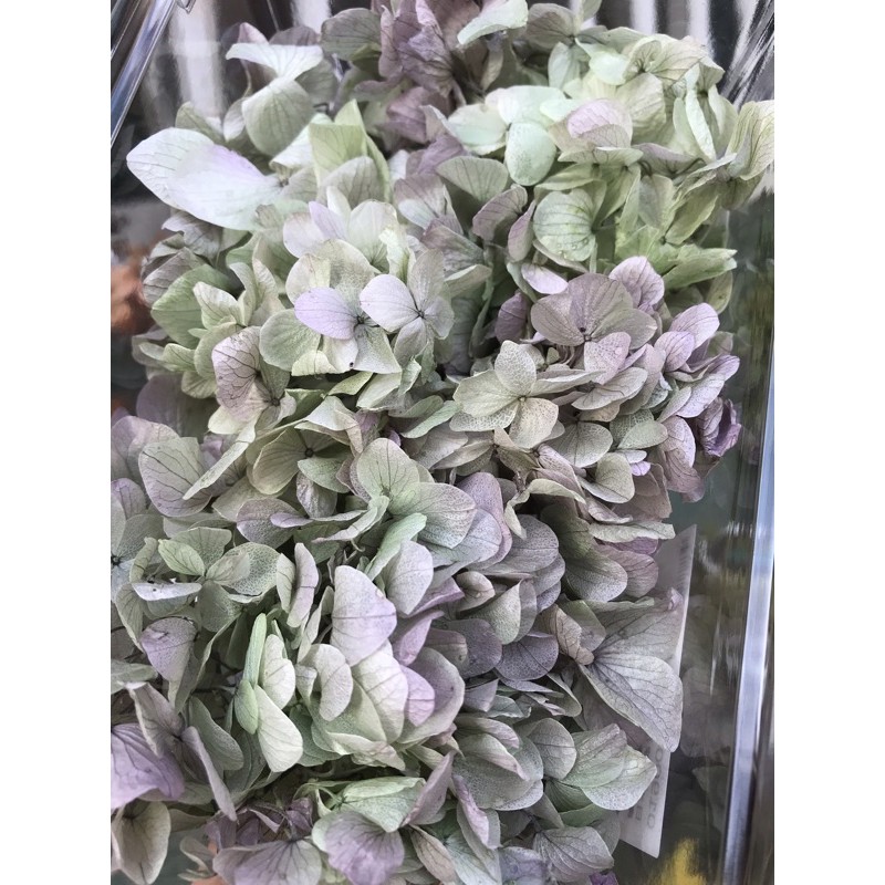 日本 大地農園 型號 471 日本繡球花 奧勒岡紫 大葉 原裝不拆 每盒480元 一盒2輪 請務必參考商品描述 蝦皮購物