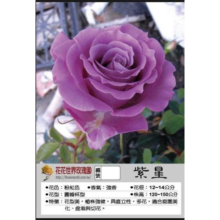 缺貨中 花花世界 玫瑰苗 紫星 3 5吋黑軟盆 高10 15公分 Ma 蝦皮購物