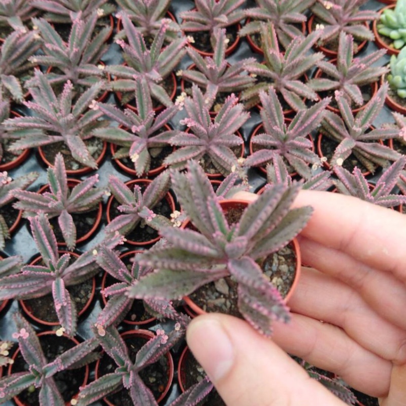 1吋迷你盆 粉紅不死鳥錦 多肉植物 蝦皮購物