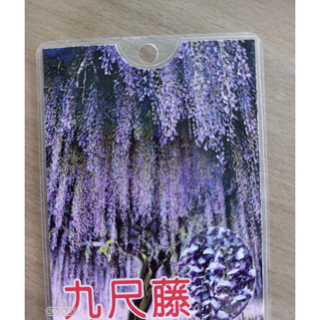 九尺藤的價格推薦 22年10月 比價比個夠biggo