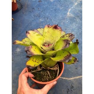漫活雨林 Neoregelia Yamamoto 大和 /五彩積水鳳梨/觀賞/園藝