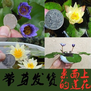 台灣現貨迷你小睡蓮根塊睡蓮根莖觀賞蓮花苗魚缸水培植物碗蓮種藕 蝦皮購物