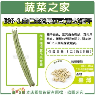 【蔬菜之家滿額免運E08-1】白仁白格長豇豆(東立)種子5克(約35顆) 菜豆 莢白色微綠 豆類種子 豇豆 豆角 長豆