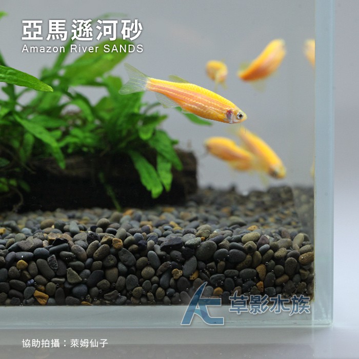 Ac草影 Maxx 極限亞馬遜河砂 3kg 一包 底砂 蝦皮購物