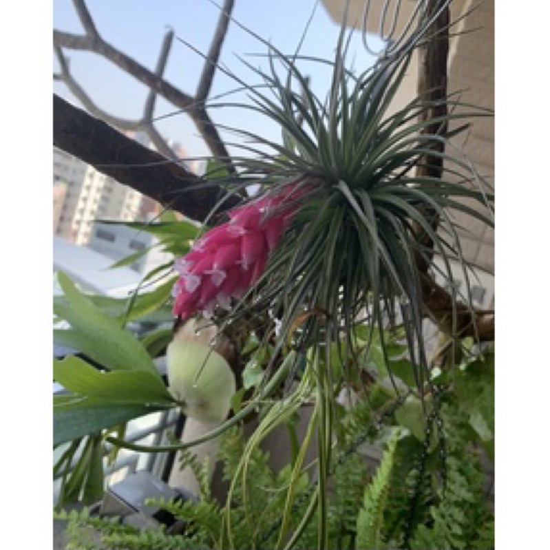 空氣鳳梨 休士頓 Tillandsia Houston