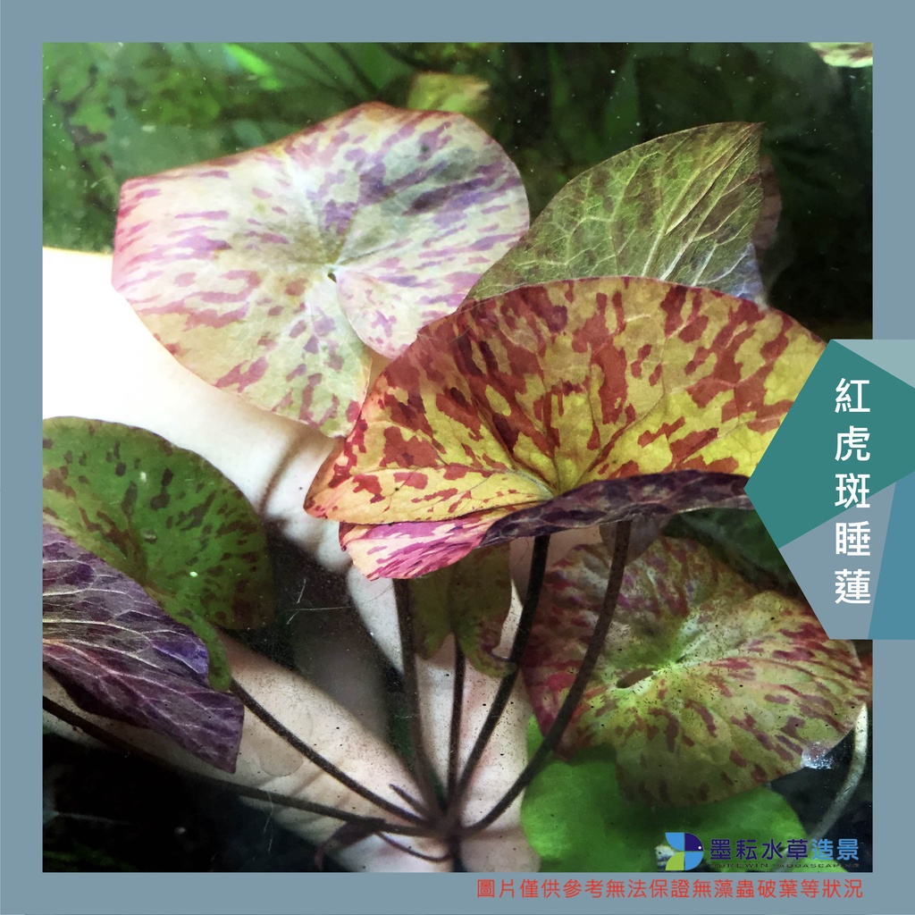 墨耘水草 紅虎斑睡蓮 水中葉 1株 50元耐熱不需co2 中景新手級水族 蝦皮購物