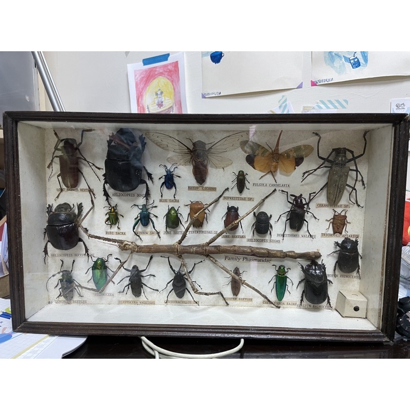 昆蟲標本組25件組二手收藏賣出竹節蟲甲蟲昆蟲類 蝦皮購物