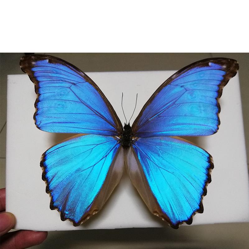 晶閃蝶亞種morpho Godarty Assarpai閃蝶標本真蝴蝶標本 蝦皮購物