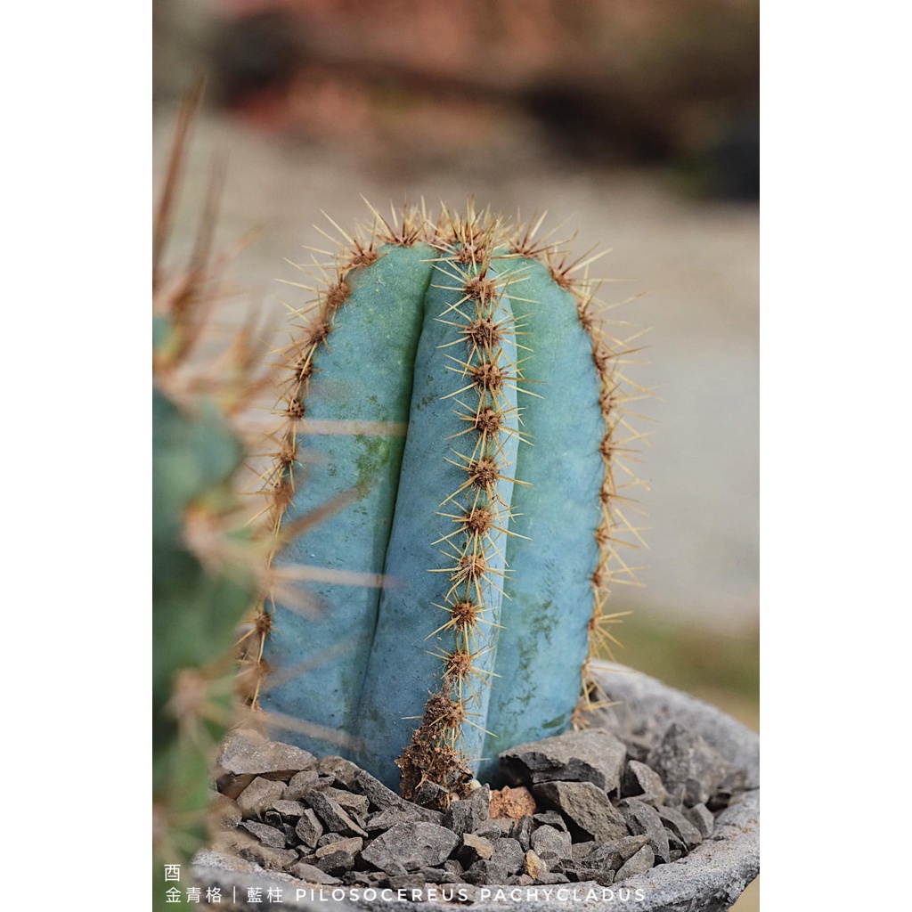 酉 5pm 藍柱 毛藍柱 Pilosocereus pachycladus 塊根植物 多肉植物 盆栽 仙人掌