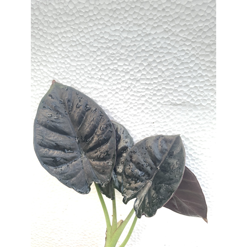 Alocasia infemalis 黑寶石觀音蓮 /觀葉植物