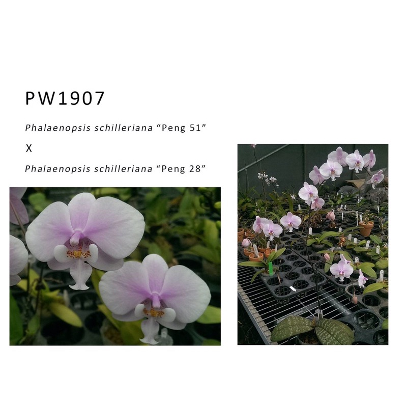 【芃程蘭舍】PW1907 Phal. schilleriana 精選1.5吋實生苗