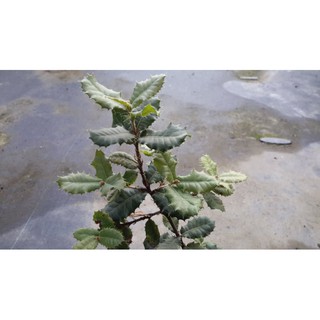 慕花坊槲樹殼斗 蝦皮購物