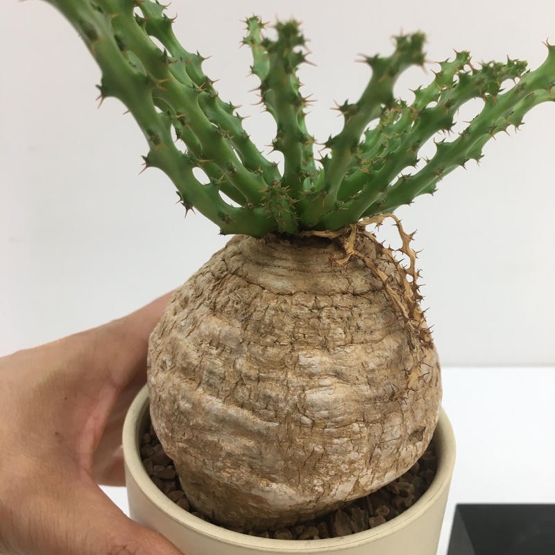 蓬萊島 Euphorbia decidua 大戟 稀有塊根 多肉 | 蝦皮購物