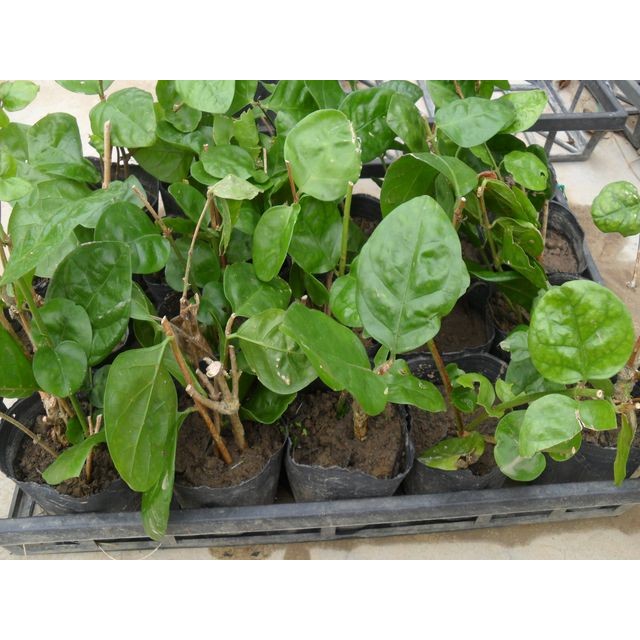 茉莉花 盆苗1盆50元 裸根苗1份 7株 100元 無根扦插枝條1份 10枝 100元 蝦皮購物