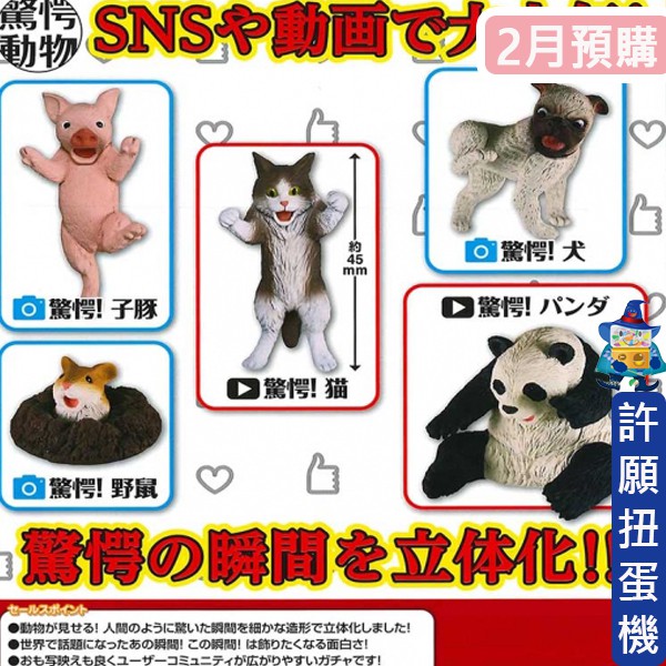 許願扭蛋機 2月 預購 驚嚇動物全5種t Arts 扭蛋轉蛋驚嚇動物公仔貓狗豬熊貓倉鼠 蝦皮購物