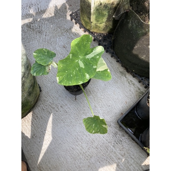 稀有白雀芋colocasia Elepaio Milky Way 根性ok斑葉穩定 蝦皮購物