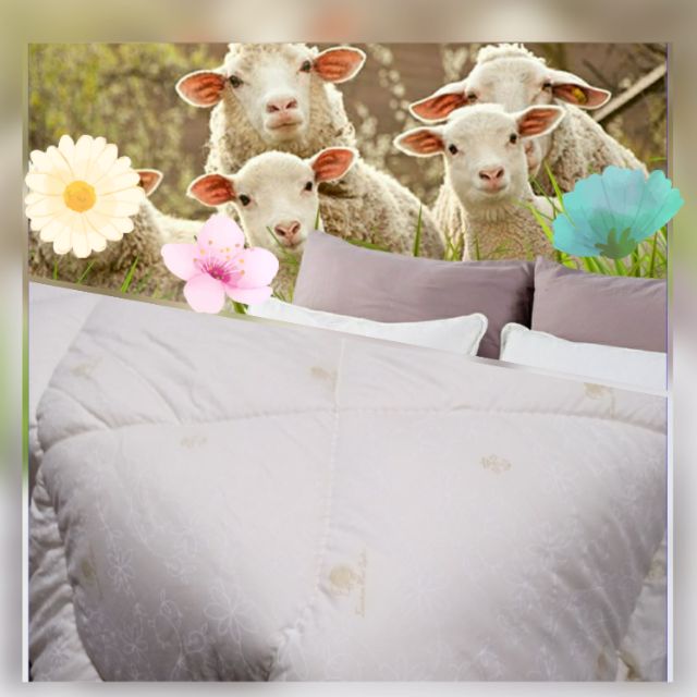100%澳洲特級小羊毛被[3.5kg]表布純棉[台灣製］