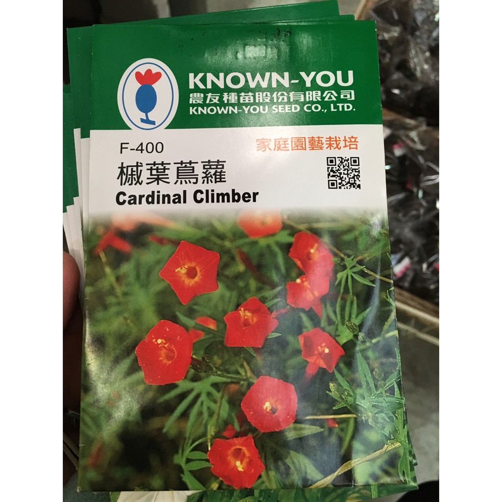 一禪種苗園 一種特別的花卉 槭葉蔦蘿 種子 1組3包 蝦皮購物