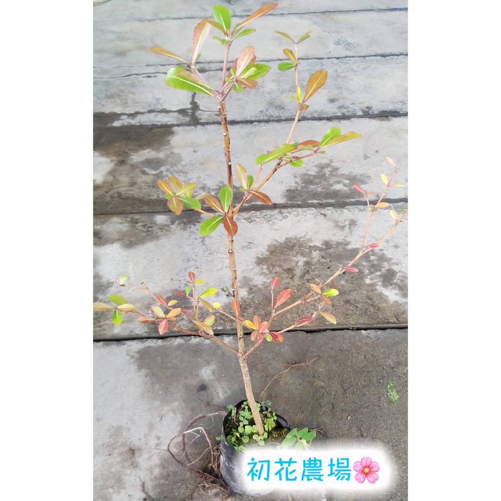 初花農場2店|小葉欖仁|2寸黑軟袋|冬天全落葉|實生苗｜～定價50特價40