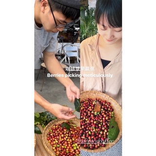 老闆種的 臺灣咖啡豆 南投竹山大鞍 Step咖啡茶履 自家烘焙咖啡館 咖啡豆 濾掛咖啡 精品咖啡