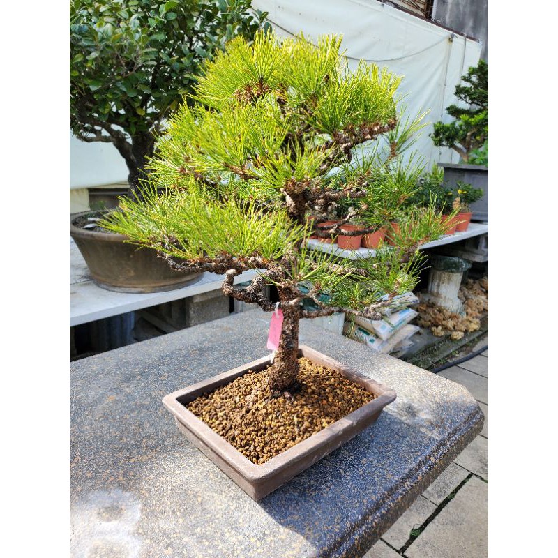 黑松小盆栽 室內植物 造型黑松 送禮自用 新年植栽 蝦皮購物