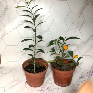 小樹安每 近代出版社 老爺柿 金豆柑培育法 蝦皮購物