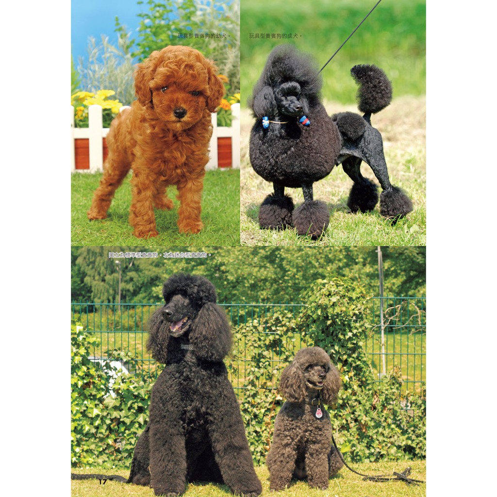 漢欣 超人氣犬種圖鑑best 185 暢銷版 蝦皮購物