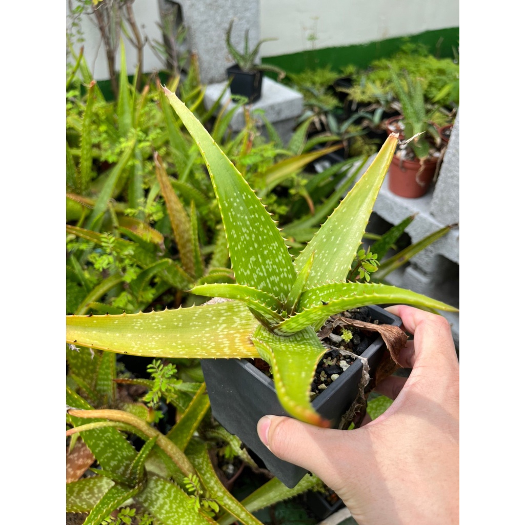 【屋頂叢林】Aloe dyeri 原生種蘆薈 種子實生 #多肉植物