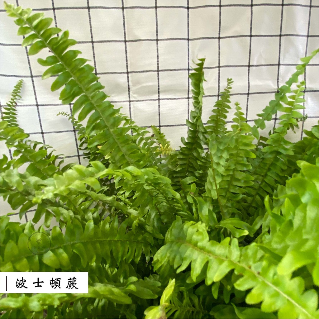 【波士頓蕨】羊齒蕨 腎蕨 觀葉植物 5吋盆栽 ins風綠植 空氣凈化