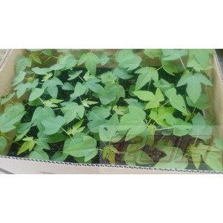 【花田裡】水果苗 矮種木瓜 3.5吋盆 結果率高