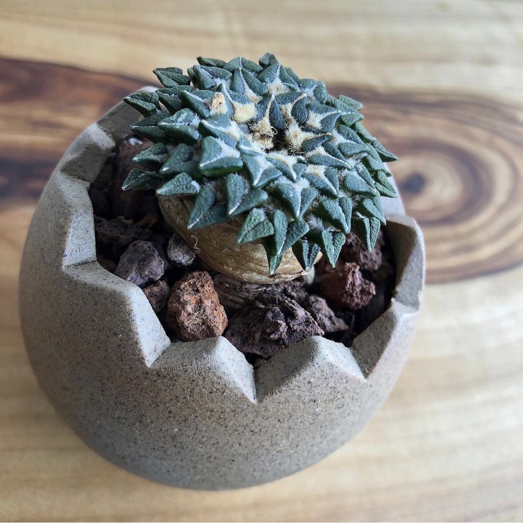 拈花微笑 黑牡丹 Ariocarpus Kotschoubeyanus 塊根植物 多肉植物 觀葉植物 蝦皮購物