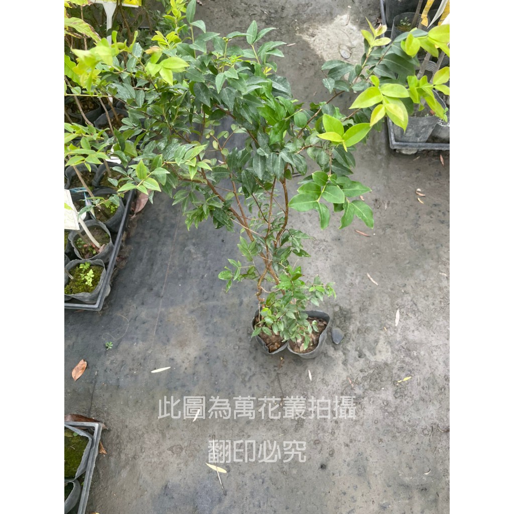 ☆萬花叢★水果苗【樹葡萄】★4吋黑軟盆☆高約30~50cm★實生苗☆