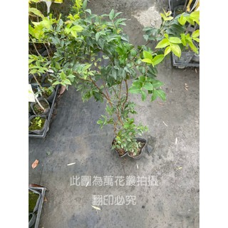☆萬花叢★水果苗【樹葡萄】★4吋黑軟盆☆高約30~50cm★實生苗☆