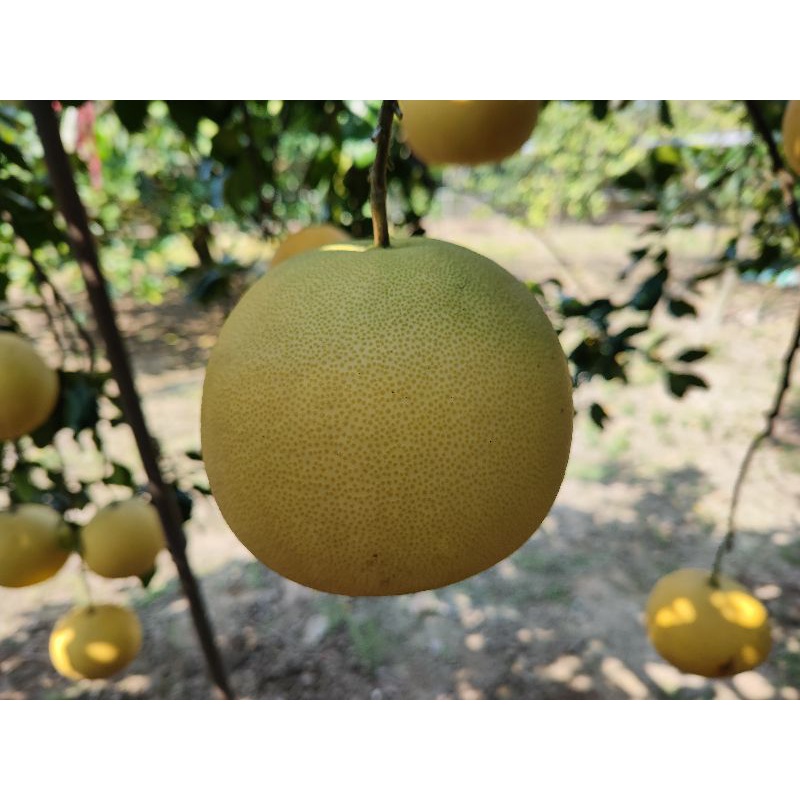 2021台南麻豆白柚自產自銷，1顆135，重量1.5~2.5斤左右
