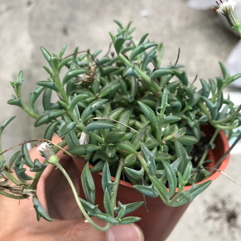 多肉仙人掌三吋盆辦公室盆栽三爪上弦月小海豚 蝦皮購物