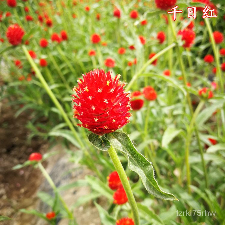 火球花 優惠推薦 21年9月 蝦皮購物台灣